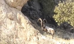 Diyarbakır'da dağ keçileri görüntülendi