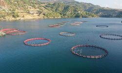 Su ürünleri avcılığı artık sözleşmeli üretim kapsamında