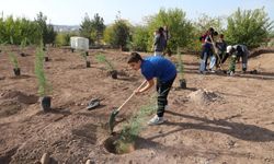 Gabar’da 100 bin fidan dikilecek