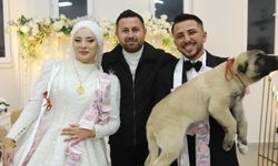 Düğün hediyesi şaşırttı: Takı yerine yavru köpek