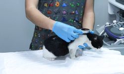 Evcil hayvan sahiplerine uyarı: Çip taktırmayanlara ceza yolda