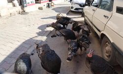 Alışılmadık satış yöntemi: Hindilerini çarşıda gezdirerek satıyor