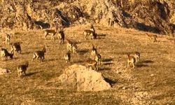 Elazığ Palu Kalesinde dağ keçileri görüldü