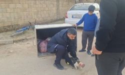 Kedi konserve kutusuna sıkıştı