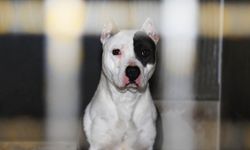 Pitbull saldırısına tazminat kararı