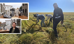 Karacadağ’ın emeği Diyarbakır’dan sofralara: Tescilli pirince yoğun ilgi