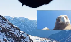 Kartal dronu havada kapıp, dağın zirvesine bıraktı