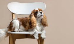 Süs Köpeği (Fino) Cinsleri ve Özellikleri