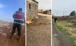 Diyarbakır’da sokak hayvanlarına kuduz aşısı seferberliği başladı