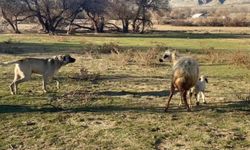 Koyun, kuzusunu korumak için köpeğe karşı siper oldu