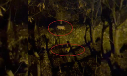 Diyarbakır’da aç kalan kurtlar yerleşim yerine indi!