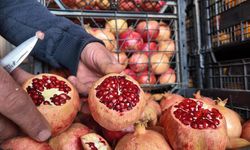 Kuraklık Zivzik narını da vurdu