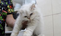 Dünyada görülmemiş hastalık bu kedide