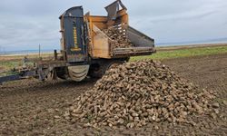 Bitlis’te pancar sökümü hızla devam ediyor