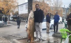 Amatör balıkçılar, 60 kiloluk dev turna balığı yakaladı