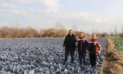 Kış ortasında sebze hasadı