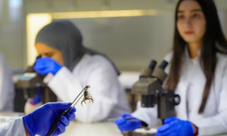 Diyarbakır Lice’de üretildi, üniversiteye taşındı: Akrepler bilimin hizmetinde