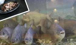 Diyarbakır’da şaşırtan hikaye: Piranalar 12 yıldır kelle paça yiyor