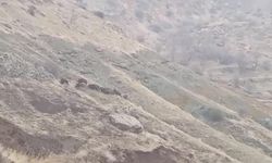 Diyarbakır’da domuz sürüsü yerleşim alanına indi