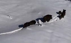 Drone kamerası kaydetti: Kar altında ilerleyen domuz sürüsü