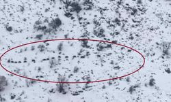 Diyarbakır’da sürü halinde gezen domuzlar kamerada