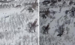 Diyarbakır'da tedirgin eden görüntü: Kurt sürüsü köylere kadar indi