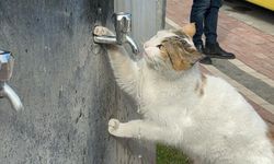 Batman’da susayan kedi, vatandaşların duyarlılığıyla su içti