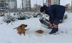 Diyarbakır’da soğuk günlerde can dostlara destek