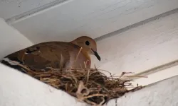 Türk kültüründe pencereye konan kumru ne anlama gelir?