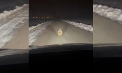 Diyarbakır’da ilginç anlar: Kurt araç önünde kilometrelerce koştu