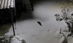 Diyarbakır’da aç kalan kaya sansarı yerleşim yerlerine indi