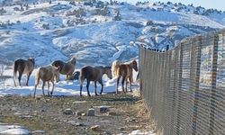 Diyarbakır’da yaban atları grup halinde merkeze indi