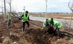 Diyarbakır’da binlerce ağaç ve çalı toprakla buluştu