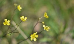 İlk cemre havaya düştü