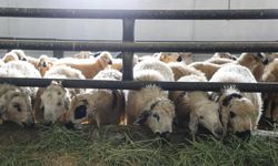 Elazığ’da çiçek hastalığı paniği: 6 köy karantinada