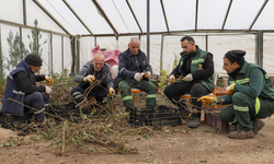 Diyarbakır kendi gülünü üretiyor: Hedef 2027 dikim programı
