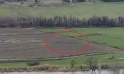 Diyarbakır’da Hevsel Bahçeleri’nde domuz sürüsü görüntülendi