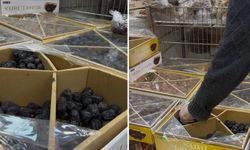 Ramazan’da hurma yoğunluğu; Diyarbakır’da en çok Acve, Medine ve Kudüs hurması satılıyor