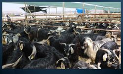 Elazığ’da çiçek hastalığı alarmı: 6 köy karantinaya alındı