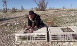 Kaçak keklikler doğaya salındı