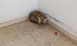 Elazığ’da ilginç anlar: Tilki okulun içine girdi