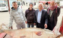 Diyarbakır'da 120 kiloluk turna balığı şaşkınlık yarattı