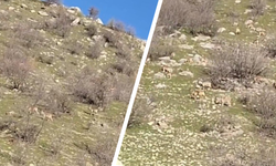 Diyarbakır’ın paha biçilemez misafirleri: Tek bir hatanın bedeli ağır!