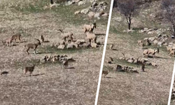 Diyarbakır’da nadir görüntü: Nesli tehlike altındaki dağ keçileri görüntülendi