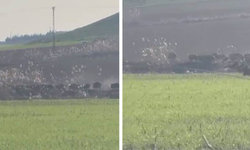 Diyarbakır’da aç kalan domuzlar tarlaya indi