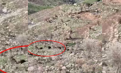 Diyarbakır’da domuzlar koyun sürüsüne saldırdı