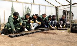 Diyarbakır’a 2 milyon Çin karanfili!