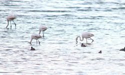 Baharı habercisi Flamingolar Van Gölü Havzası’nda