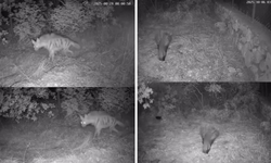 Anadolu sırtlanı ve çakal, Diyarbakır’da foto kapanla kaydedildi