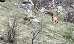 Diyarbakır’da görülen keçilerin nesli koruma altında